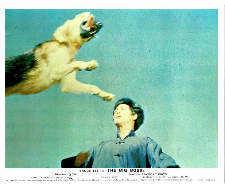 Cinema Lobby Card: BRUCE LEE - BIG BOSS, THE 1973 Bruce And Flying Dog Cinema Lobby Card: BRUCE LEE - BIG BOSS, THE 1973 Bruce And Flying Dog