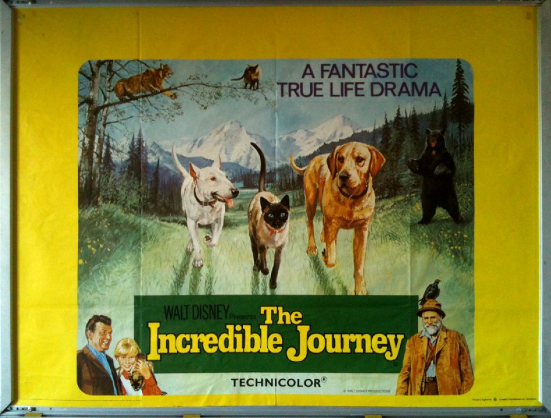 Cinema Poster: INCREDIBLE JOURNEY, THE 1963 (QUAD) Émile Genest John Drainie Cinema Poster: INCREDIBLE JOURNEY, THE 1963 (QUAD) Émile Genest John Drainie
